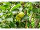 Close up view of a pear tree with several pears growing at 785 Coral Acres Dr, Moncks Corner, SC 29461