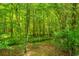 Lush green forest and natural area with dense foliage and a variety of trees at 2031 Thornhill Dr, Summerville, SC 29485