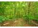Lush green forest and natural area with dense foliage and a variety of trees at 2031 Thornhill Dr, Summerville, SC 29485