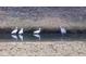 A group of white ibises and a heron are reflected in the still pond water near the edge of the bank at 3290 Middleburry Ln, Charleston, SC 29414