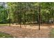 Swinging playground features a set of swings surrounded by a soft wood chip ground and lush trees at 1012 Basildon Rd, Mount Pleasant, SC 29466
