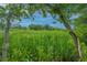 Picturesque marsh view framed by trees, showcasing the natural beauty and serene environment at 3016 Evening Tide Dr, Hanahan, SC 29410