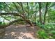 A path leads to an elevated deck, all surrounded by towering trees at 2000 Belle Isle Ave # 204, Mount Pleasant, SC 29464