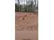 Beautiful backyard featuring several dogs relaxing in the foliage at 5423 Buckeye Rd, Hollywood, SC 29449