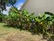 Lush banana trees thriving next to a well-maintained fence create a tropical backyard retreat at 2257 Magnolia Meadows Dr, Mount Pleasant, SC 29464