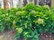 Lush hydrangea bush with green foliage adds natural beauty to the home's landscaping at 2257 Magnolia Meadows Dr, Mount Pleasant, SC 29464