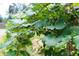 Image of grapes growing in the garden at 119 White Picket Ln, Summerville, SC 29483
