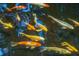 Vibrant koi fish swimming in a clear pond, creating a serene and colorful view at 125 Drayton Dr, Summerville, SC 29483