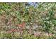 Picture of blueberry bushes planted in the backyard of a home at 127 Roberts Rd, Summerville, SC 29483