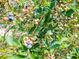 Close up of lush blueberry bush with ripening blueberries and vibrant green leaves at 127 Roberts Rd, Summerville, SC 29483