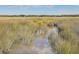 Scenic marsh view with tall grasses and a small waterway, creating a peaceful and natural landscape at 3152 Riverine, Charleston, SC 29414
