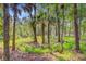 Sun dappled meadow with tall mature trees creating a serene and private natural outdoor space at 18 Tupelo Trl, Edisto Island, SC 29438