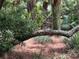 Lush backyard with palm trees at 324 Wild Horse Ln, Mount Pleasant, SC 29464