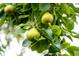 Close-up of lush fruit tree branches bearing ripe fruit at 1121 Armstrong Ave, Charleston, SC 29407