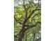 Image of large tree with canopy of green leaves at 2217 Ramsay St, Charleston, SC 29412