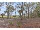 Lush backyard with scattered palm trees and a hammock ready for relaxation at 4352 Park Island Rd, Hollywood, SC 29449