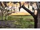 Picturesque backyard featuring trees, marsh views, and Spanish moss-draped branches at sunset at 4352 Park Island Rd, Hollywood, SC 29449