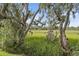 Tranquil view of Spanish moss draped trees over an expansive, grassy field at 228 Beresford Creek St, Charleston, SC 29492