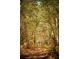 A view of a walking trail through a forest with trees and two people at 3901 Summerton St, Mount Pleasant, SC 29466
