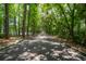 Charming street view with mature trees forming a shady canopy above the paved road at 907 High Nest Ln, Charleston, SC 29412