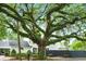 Charming home partially obscured by a large, mature tree; features manicured bushes at 51 Stocker Dr, Charleston, SC 29407
