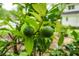 A close-up of a citrus tree showcasing its vibrant green leaves and unripe fruit at 114 Heritage St, Summerville, SC 29485