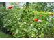 A garden full of colorful zinnia flowers in bloom, providing a beautiful and vibrant outdoor space at 2058 Bishop Dr, Charleston, SC 29414