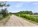 Rustic dirt road lined with lush vegetation and trees, leading to a secluded property at 591 Two Mile, Johns Island, SC 29455