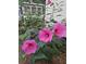 Close-up of vibrant pink hibiscus blossoms in a garden setting, enhancing natural beauty at 202 Chandler Dr, Ladson, SC 29456
