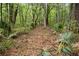 Serene view of the forest with lush greenery and palmetto bushes, creating a sense of privacy and connection with nature at 4848 Woodville Rd, Awendaw, SC 29429