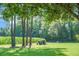 Expansive backyard featuring a tractor, cornfield and mature trees at 4428 Maple Ridge Rd, Walterboro, SC 29488