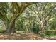 A swing hanging from a large tree in a backyard, adding a touch of fun to the serene outdoor space at 4428 Maple Ridge Rd, Walterboro, SC 29488