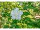 Close-up of a pure white flower with multiple petals, surrounded by green leaves and foliage at 4428 Maple Ridge Rd, Walterboro, SC 29488