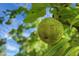 Close-up of green fruits on a tree with sky behind, highlighting the natural beauty of the landscape at 4428 Maple Ridge Rd, Walterboro, SC 29488