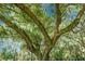 View looking up into a mature shade tree with blue sky and surrounding forest in background at 4428 Maple Ridge Rd, Walterboro, SC 29488