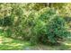 Lush yard featuring verdant shrubs at 4428 Maple Ridge Rd, Walterboro, SC 29488