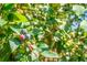 Close-up of a blueberry bush with ripe and unripe berries at 4428 Maple Ridge Rd, Walterboro, SC 29488