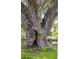 Charming backyard tree with hanging swing and decorative lights, perfect for relaxing outdoors at 5017 W Liberty Park Cir, North Charleston, SC 29405