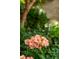 Close up of beautiful pink flowers in a garden setting, showcasing the natural beauty of the landscape at 2 Bedons Aly, Charleston, SC 29401