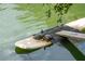Turtles relaxing on a platform in a pond with a clear water, creating a relaxing scene at 2244 Ashley Crossing Dr # 1125, Charleston, SC 29414