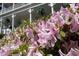 Beautiful white home with balconies framed by vibrant pink azaleas and lush greenery at 208 Sumter Ave, Summerville, SC 29483