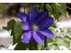 Close-up of a vibrant purple clematis flower with detailed petals and green leaves at 208 Sumter Ave, Summerville, SC 29483