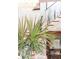 Intricate decor features a glass vase with palm leaves, decorative alligator and a stairway in the background at 932 Middle St, Sullivans Island, SC 29482