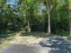 Beautiful lush backyard at 103 Ann St, Saint George, SC 29477