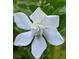Close up of a beautiful gardenia at 7274 Commodore Rd, Hollywood, SC 29449