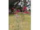 Crepe myrtle bush at 7274 Commodore Rd, Hollywood, SC 29449
