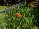 Beautiful orange flowers along fence in well-maintained backyard, adding color and charm at 7274 Commodore Rd, Hollywood, SC 29449