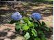 Two vibrant blue hydrangea flowers in a garden setting, adding natural beauty at 7274 Commodore Rd, Hollywood, SC 29449