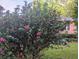 Beautiful flowering shrub with pink blooms, adding curb appeal to this charming home at 7274 Commodore Rd, Hollywood, SC 29449