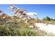 A close-up of dune grass against a clear blue sky near a sandy beach at 837 Club Cottage Rd, Edisto Island, SC 29438